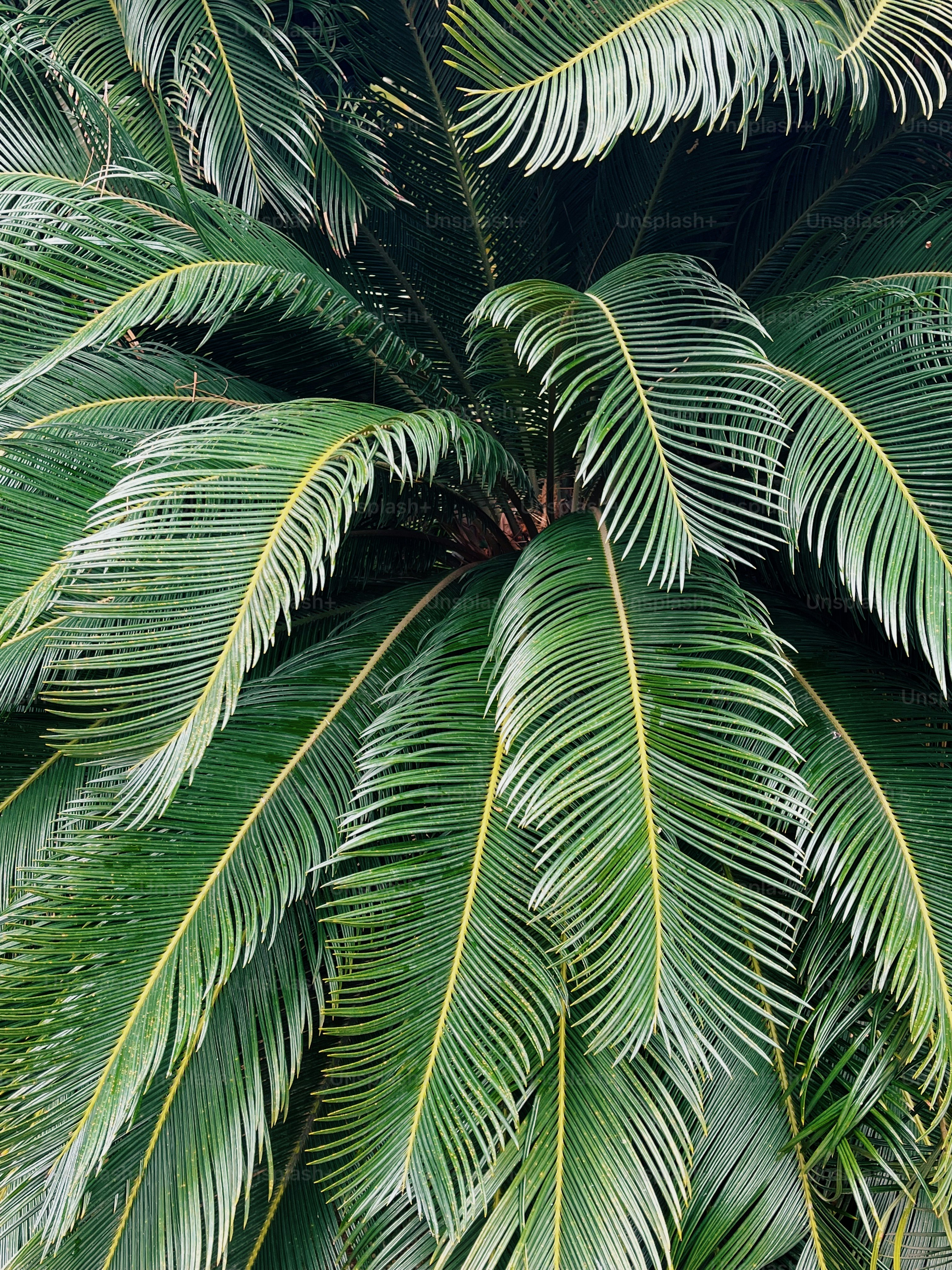 a close up of a palm tree with green leaves