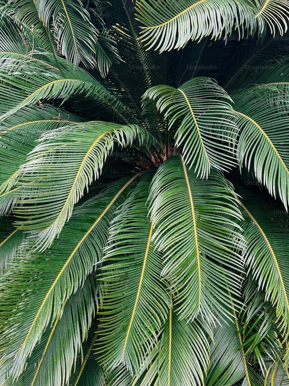 um close up de uma palmeira com folhas verdes