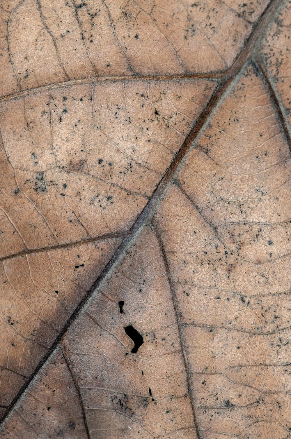 a close up of a brown leaf with black spots