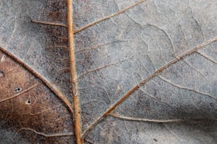 a close up of a leaf with a lot of dirt on it
