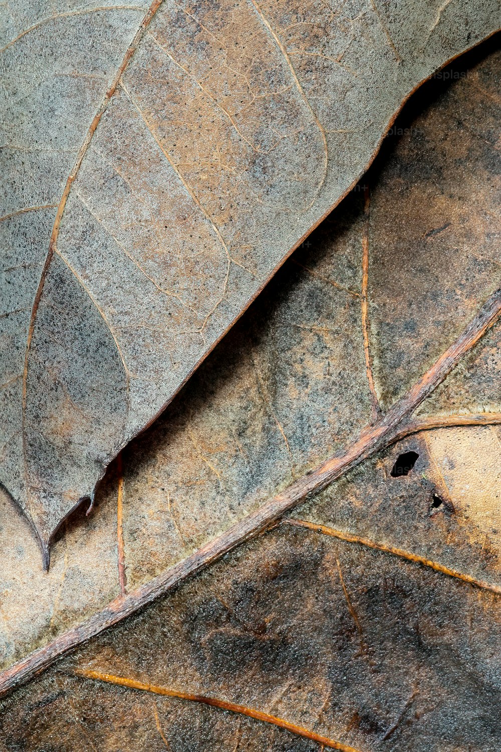 a close up of a leaf that is brown