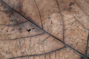 Un primer plano de una hoja marrón con pequeños puntos negros