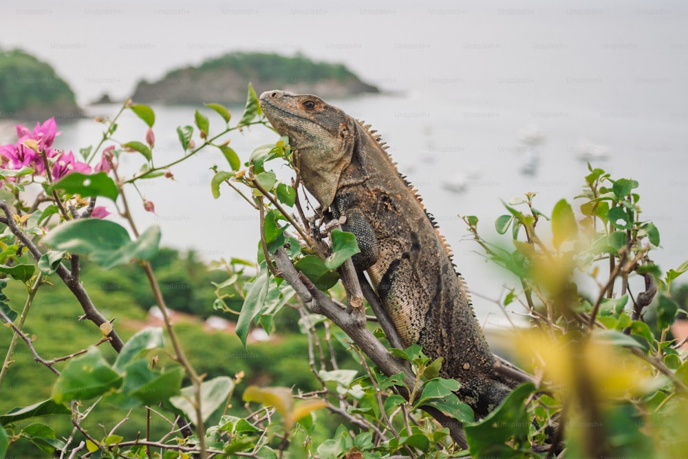 a large lizard sitting on top of a tree next to a body of water