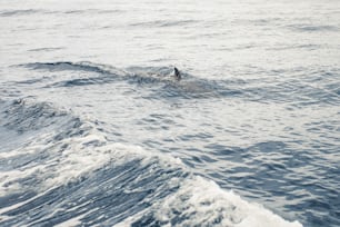 a person swimming in the ocean on a surfboard