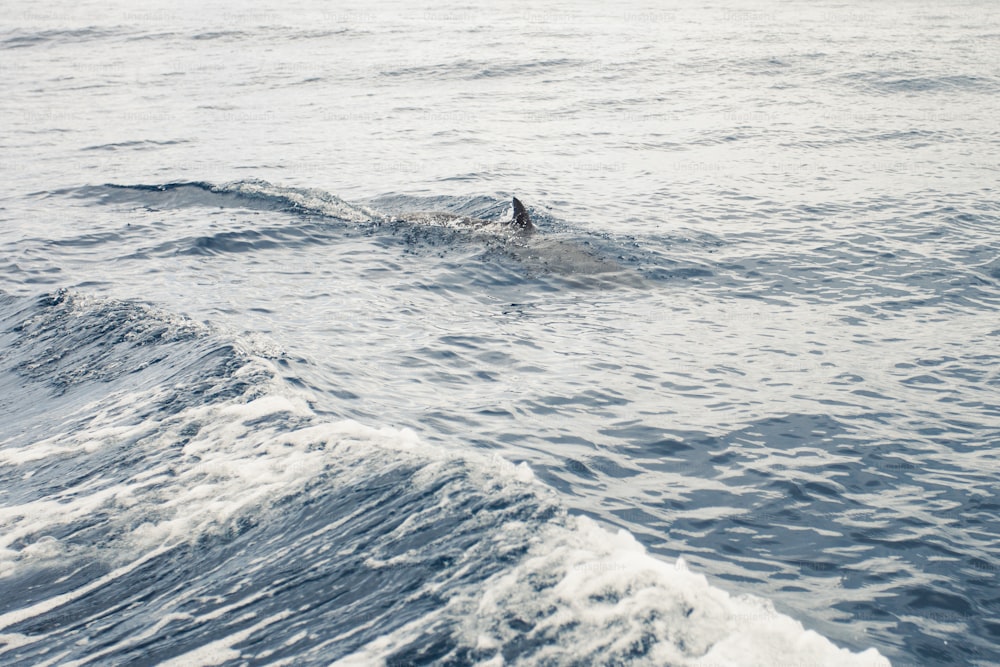 Eine Person, die auf einem Surfbrett im Meer schwimmt