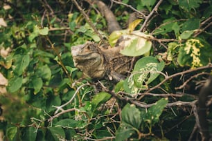 Una lucertola è seduta su un ramo di un albero