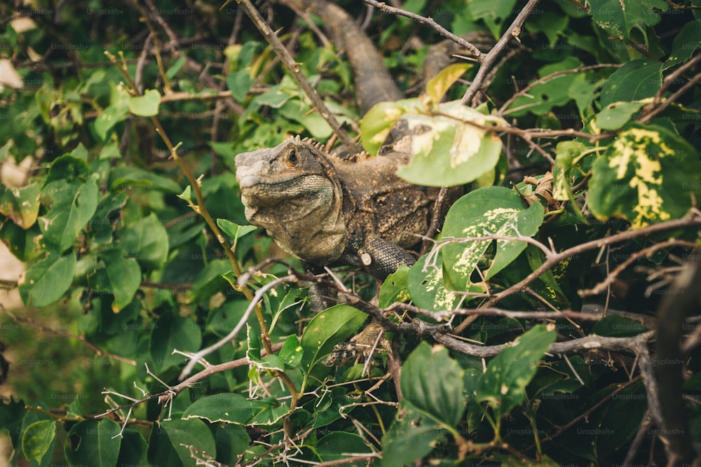 Un lagarto está sentado en la rama de un árbol