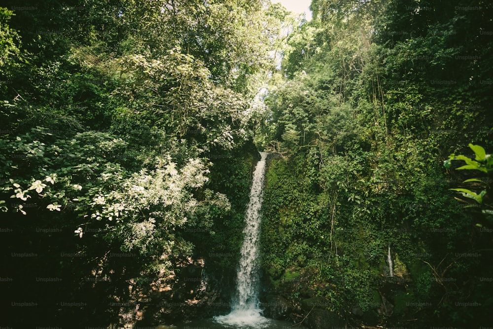Une petite cascade au milieu d’une forêt