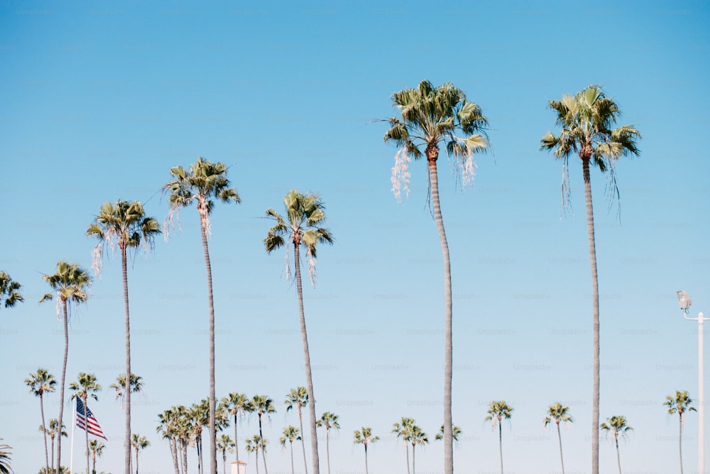 a row of palm trees with a blue sky in the background