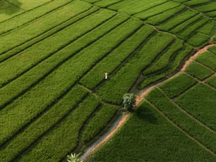 an aerial view of a lush green field