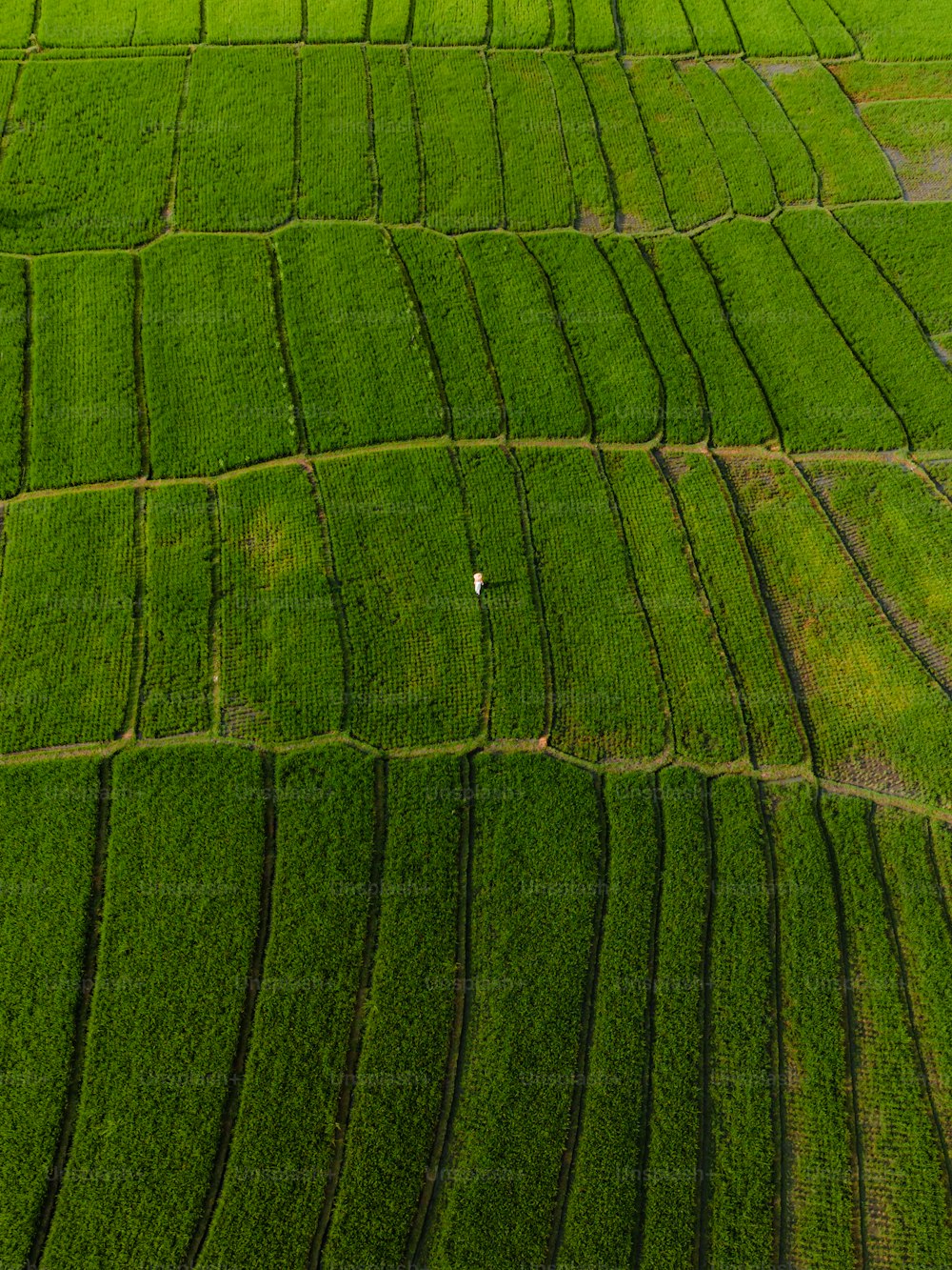 an aerial view of a lush green field