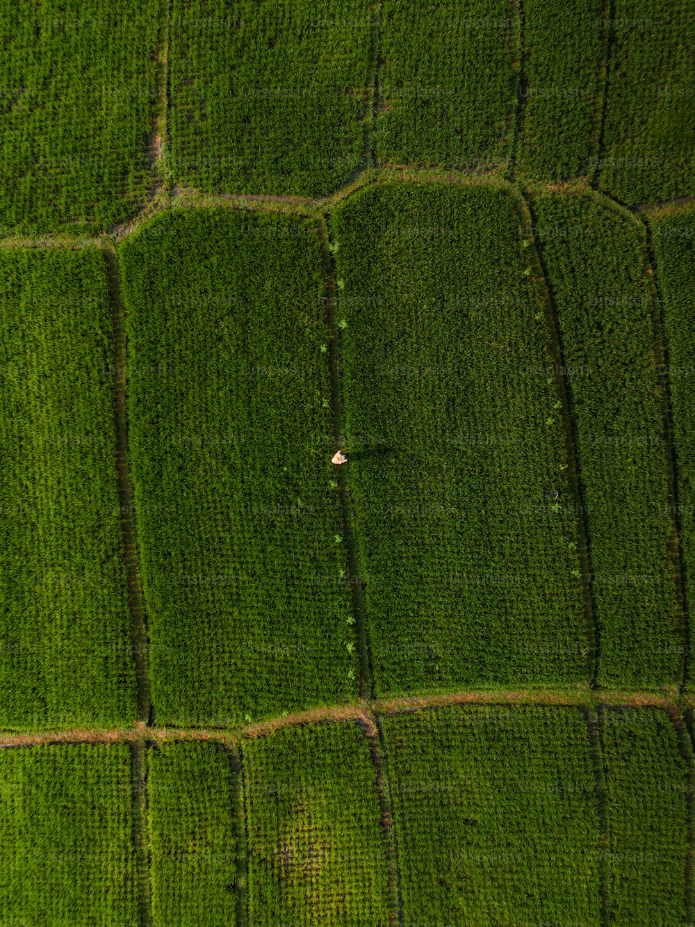 une vue aérienne d’un champ verdoyant