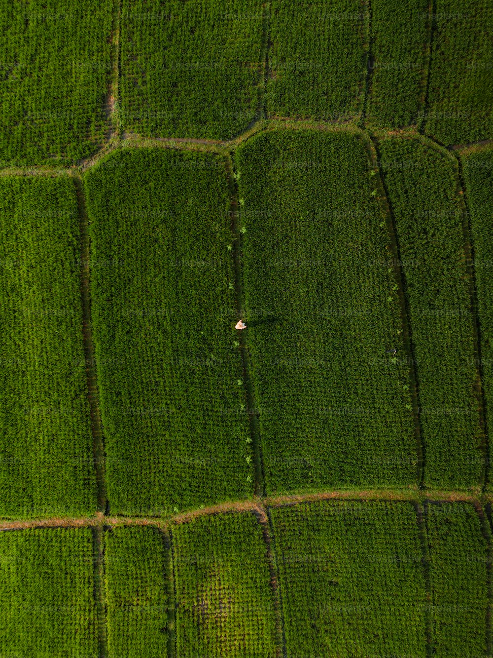 an aerial view of a lush green field