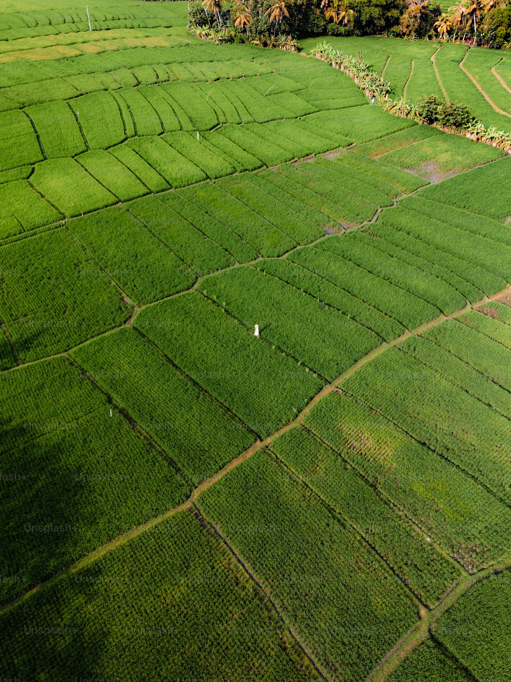 an aerial view of a lush green field