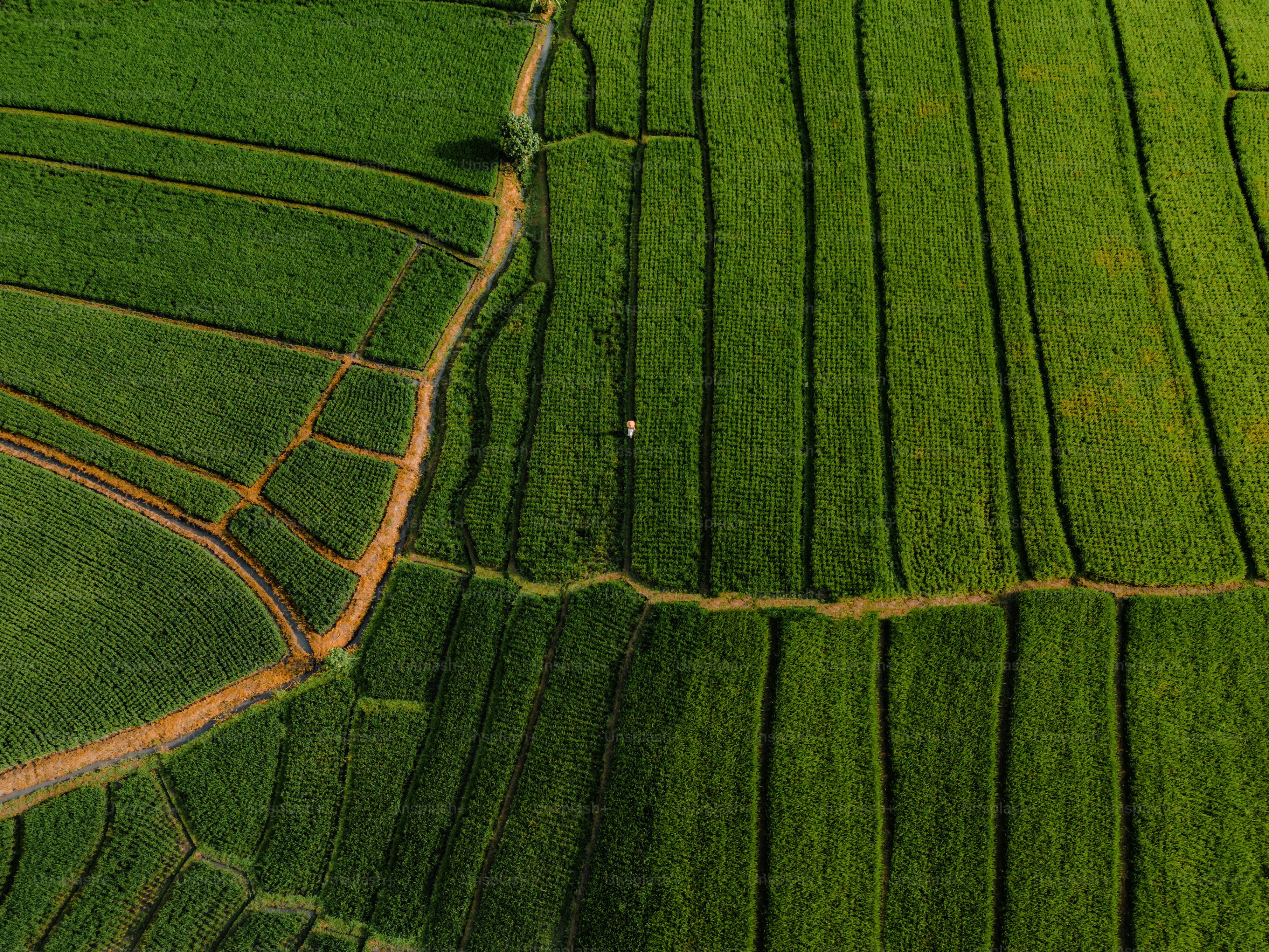 an aerial view of a lush green field