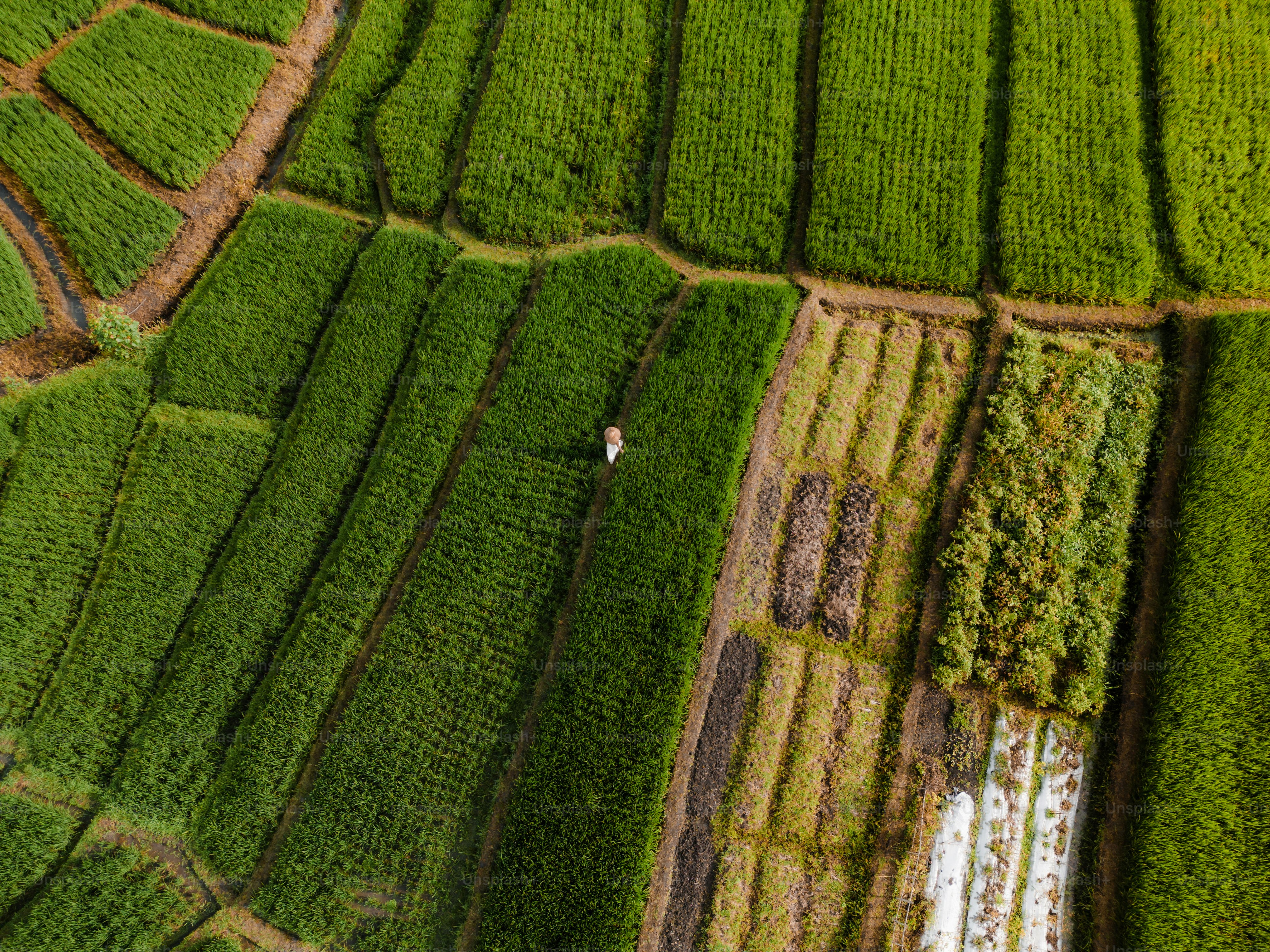 Pemandangan udara seseorang berjalan melalui ladang