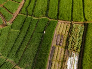 an aerial view of a person walking through a field