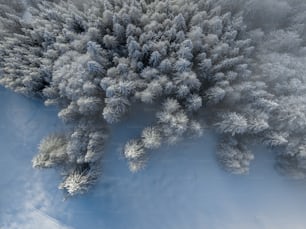 an aerial view of a snow covered forest