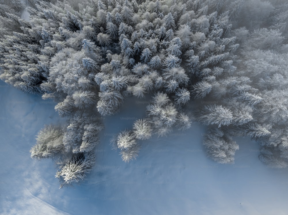 an aerial view of a snow covered forest