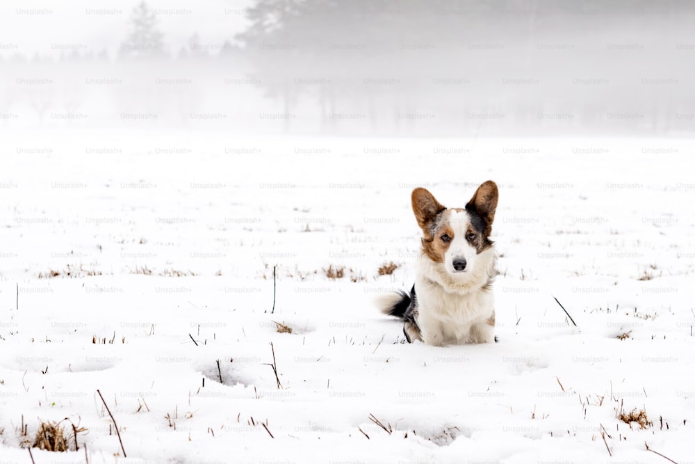 um cão está sentado na neve em um campo