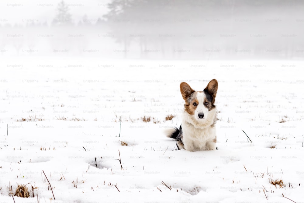 Un chien est assis dans la neige dans un champ