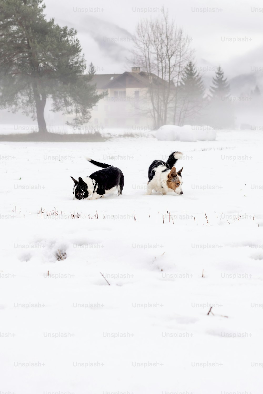 dois cães brincando na neve na frente de uma casa