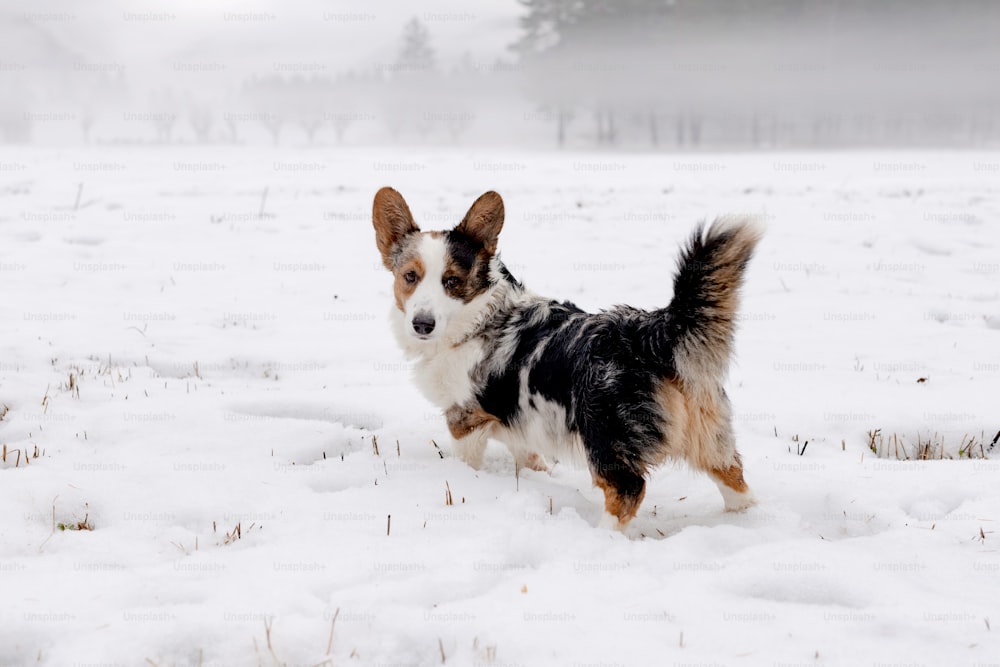 Un cane che corre attraverso la neve in un campo