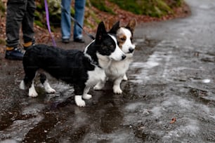 a couple of dogs standing on top of a wet road