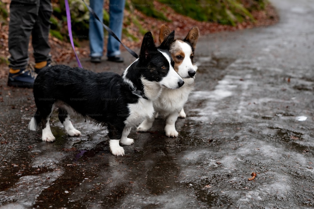 a couple of dogs standing on top of a wet road