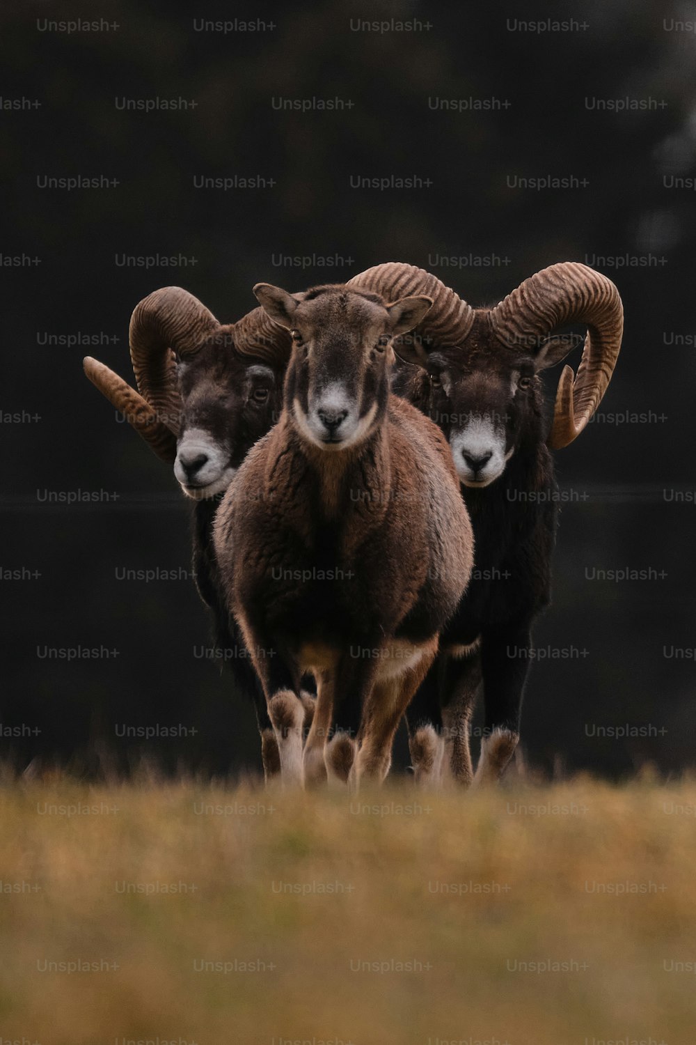 um grupo de carneiros de pé um ao lado do outro em um campo