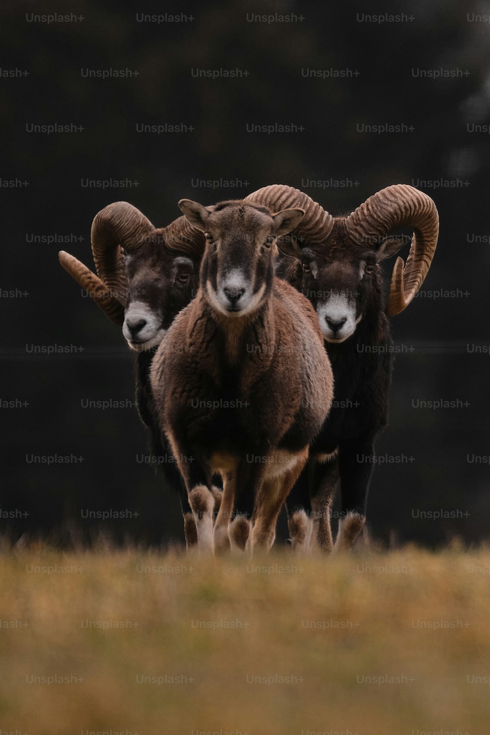 a group of rams standing next to each other on a field