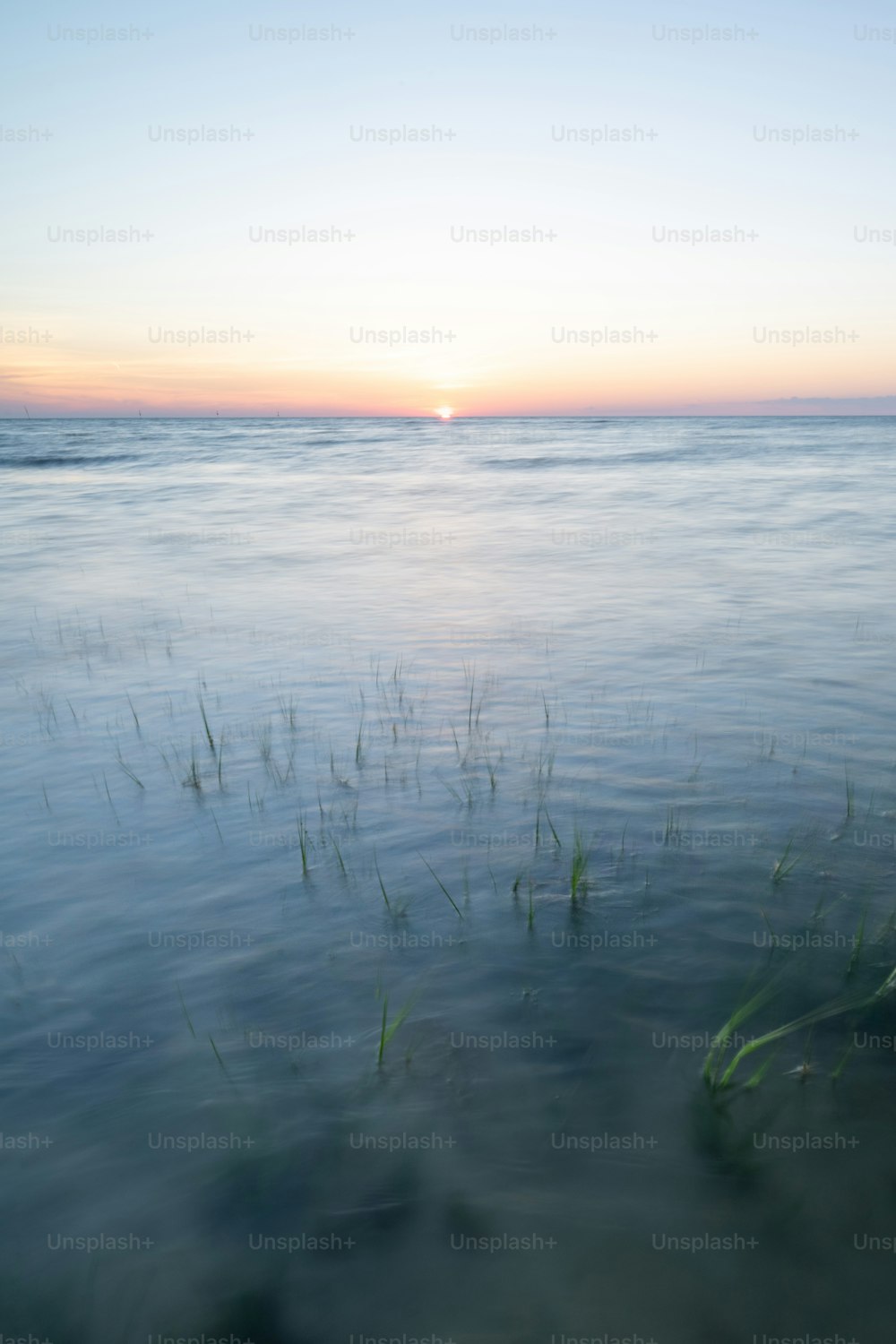 a body of water with grass growing out of it