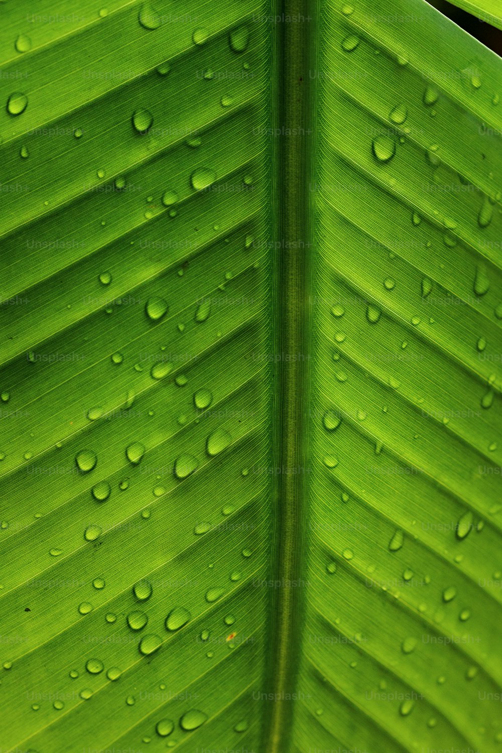 uma grande folha verde com gotas de água sobre ela