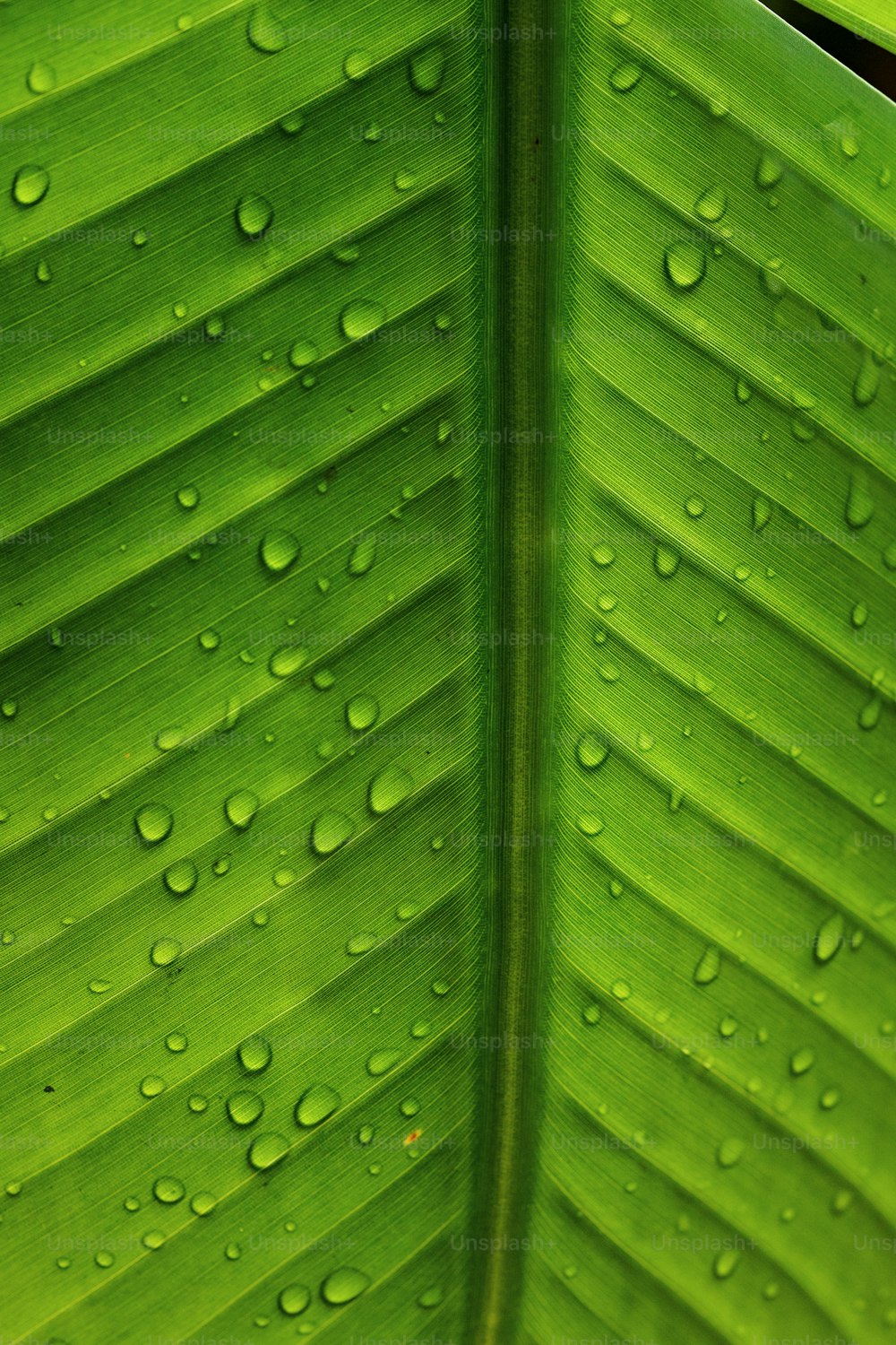 a large green leaf with water drops on it