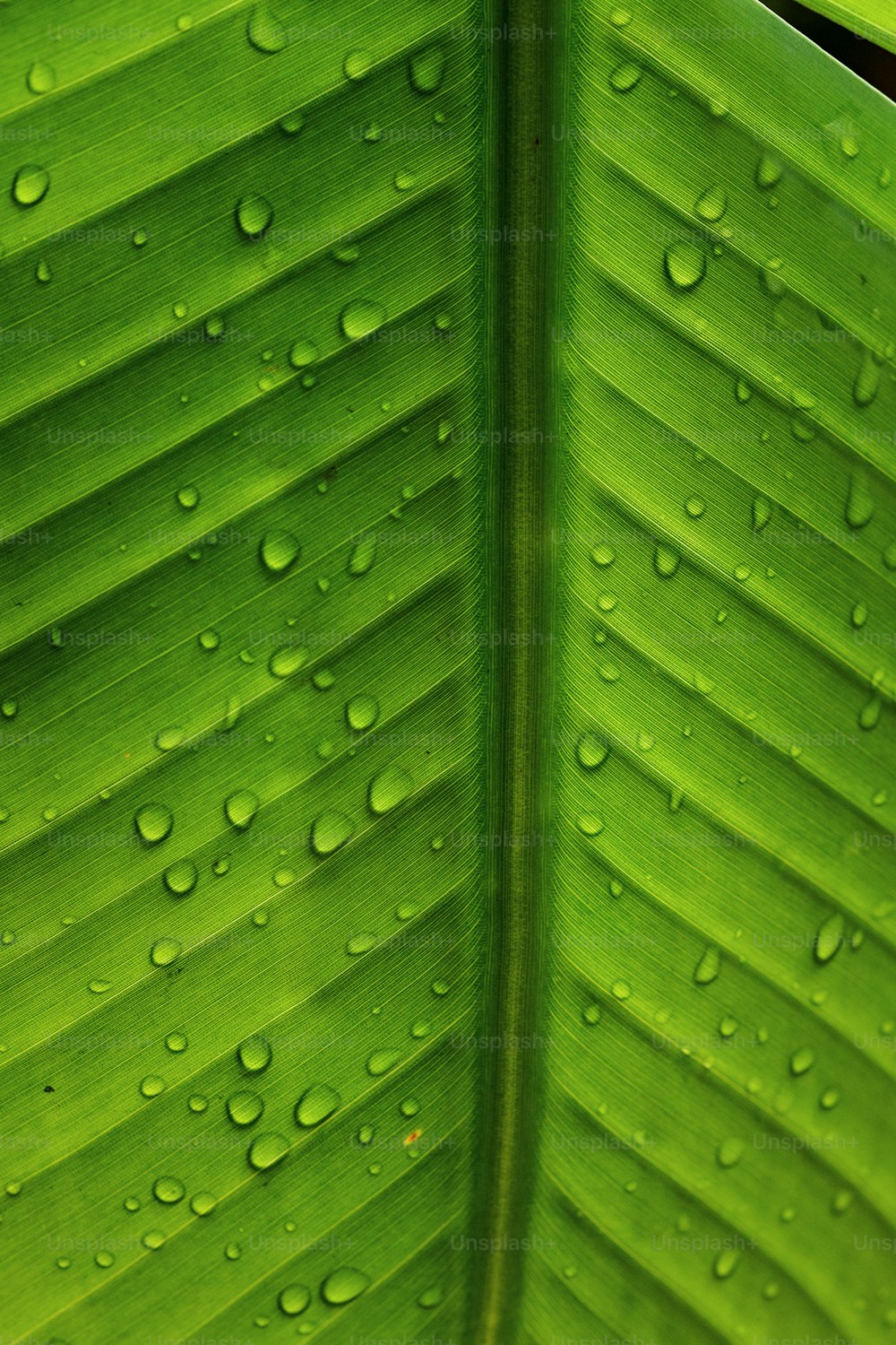 una grande foglia verde con gocce d'acqua su di essa