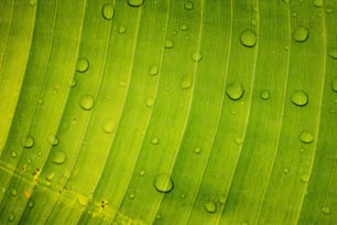 a green leaf with water drops on it