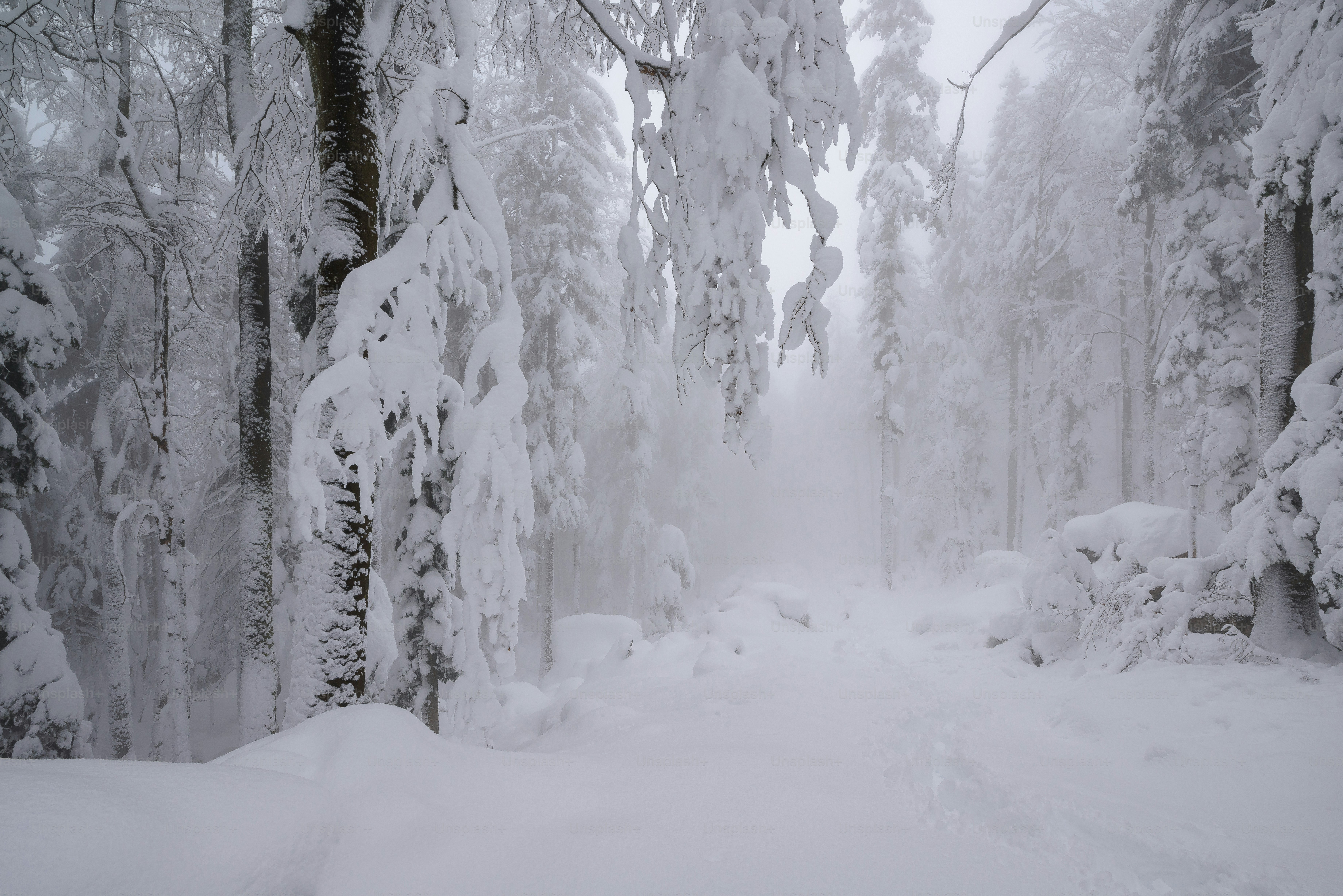 Un sentiero innevato attraverso una foresta con molti alberi