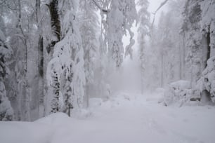 Un camino cubierto de nieve a través de un bosque con muchos árboles