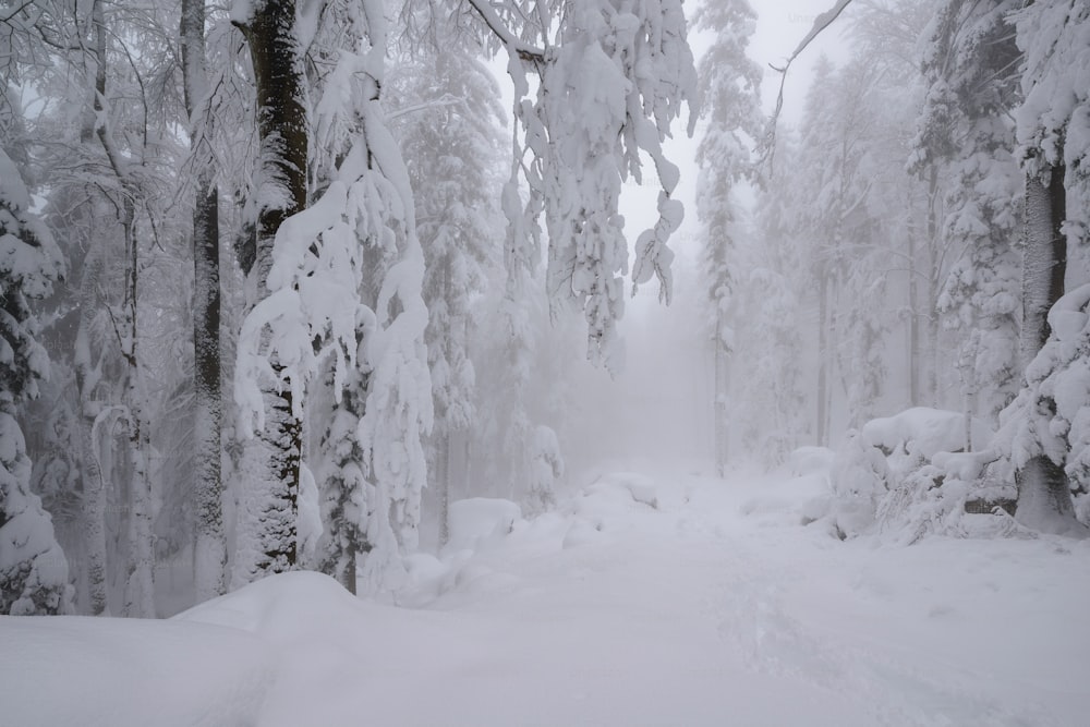 a snow covered path through a forest with lots of trees