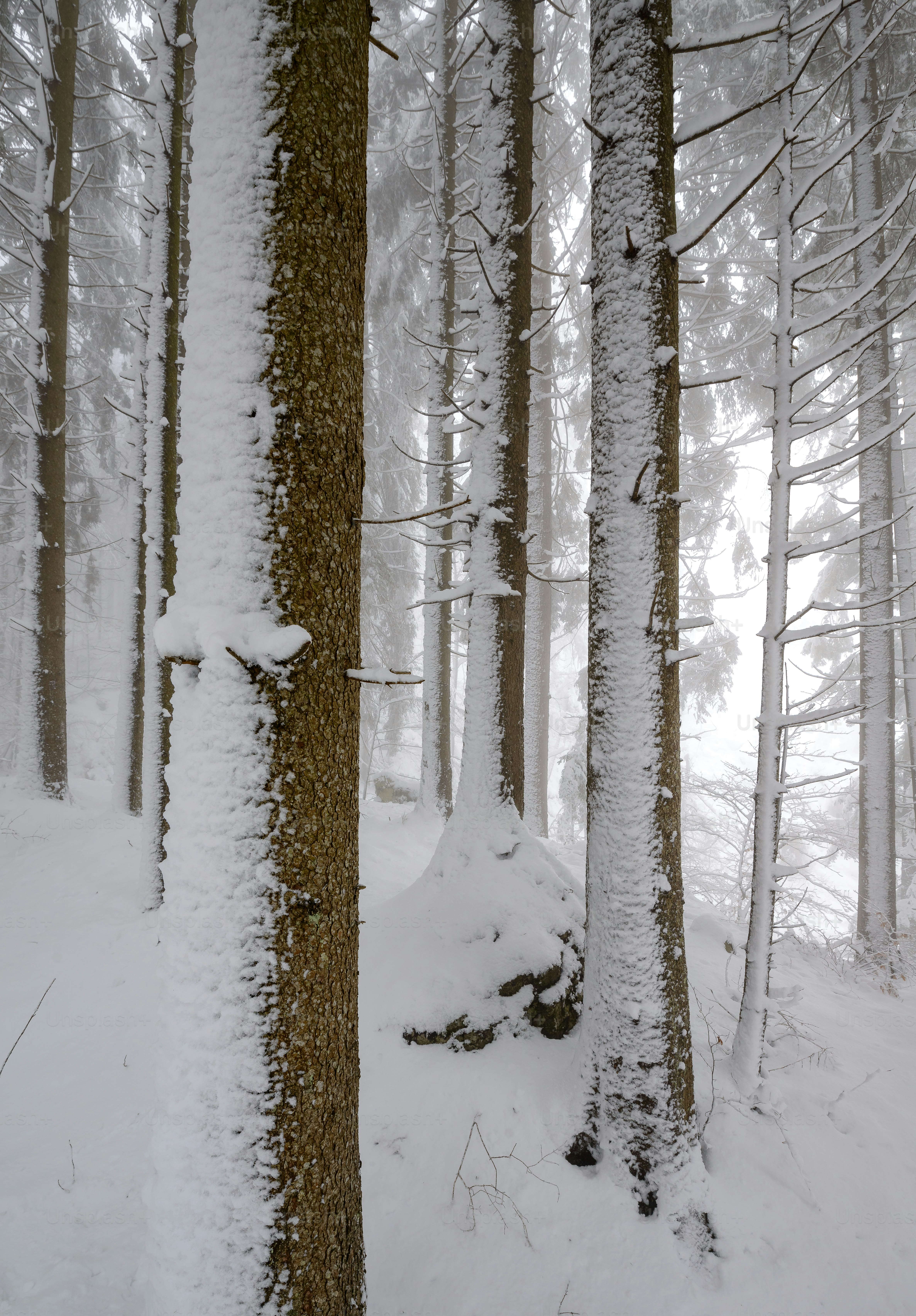 A snow covered path through a forest with lots of trees photo – Forest ...