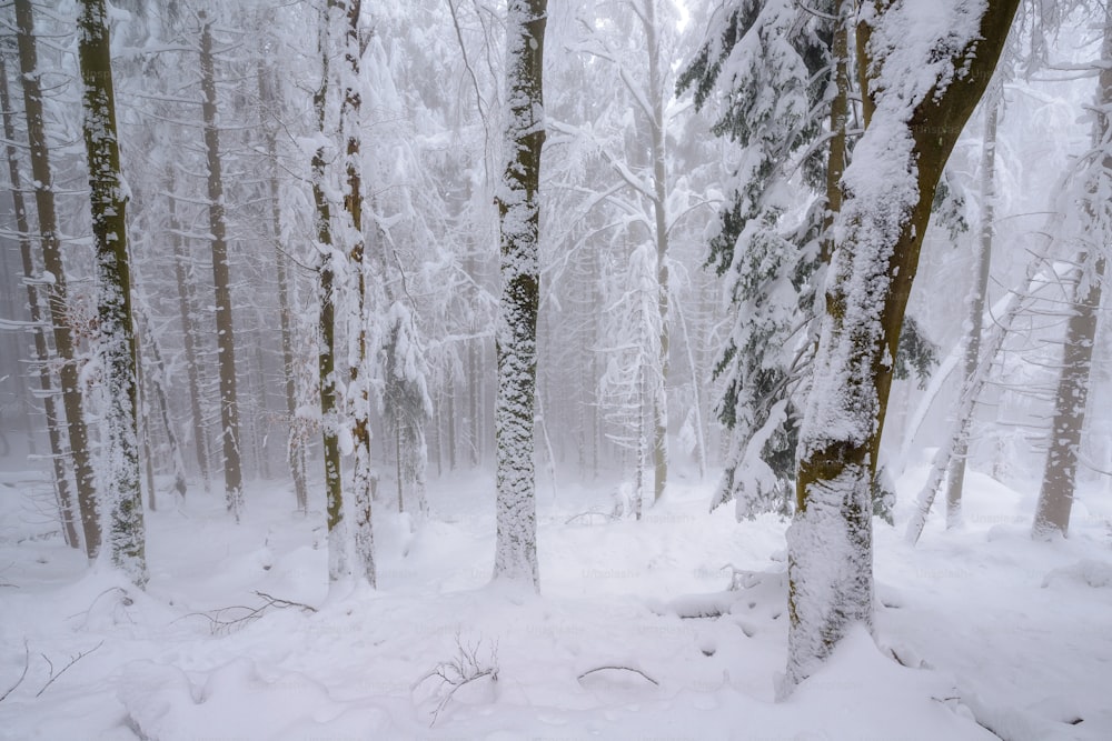 a forest filled with lots of snow covered trees