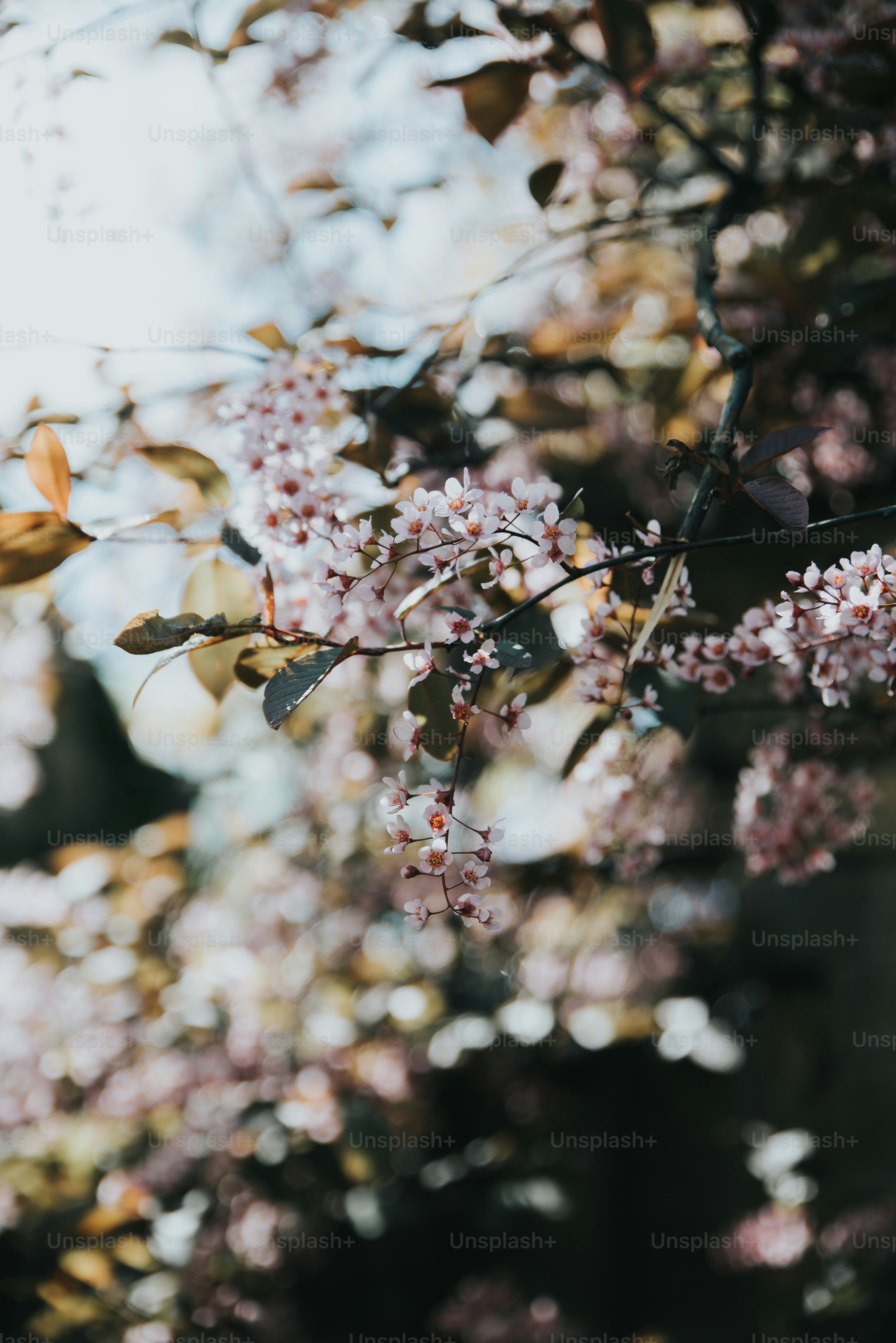 Nahaufnahme eines Baumes mit rosa Blüten