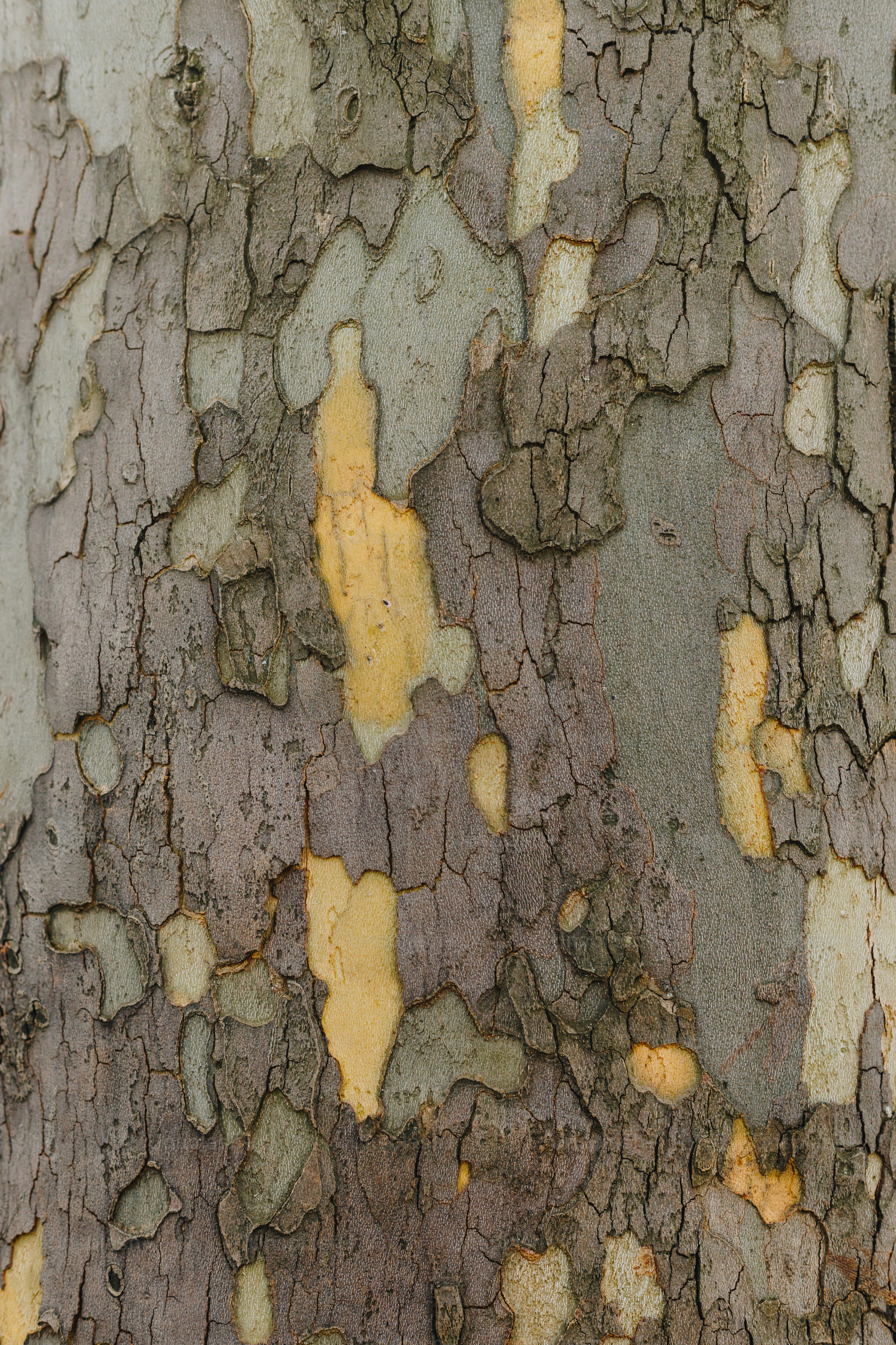 a close up of a tree with yellow paint on it