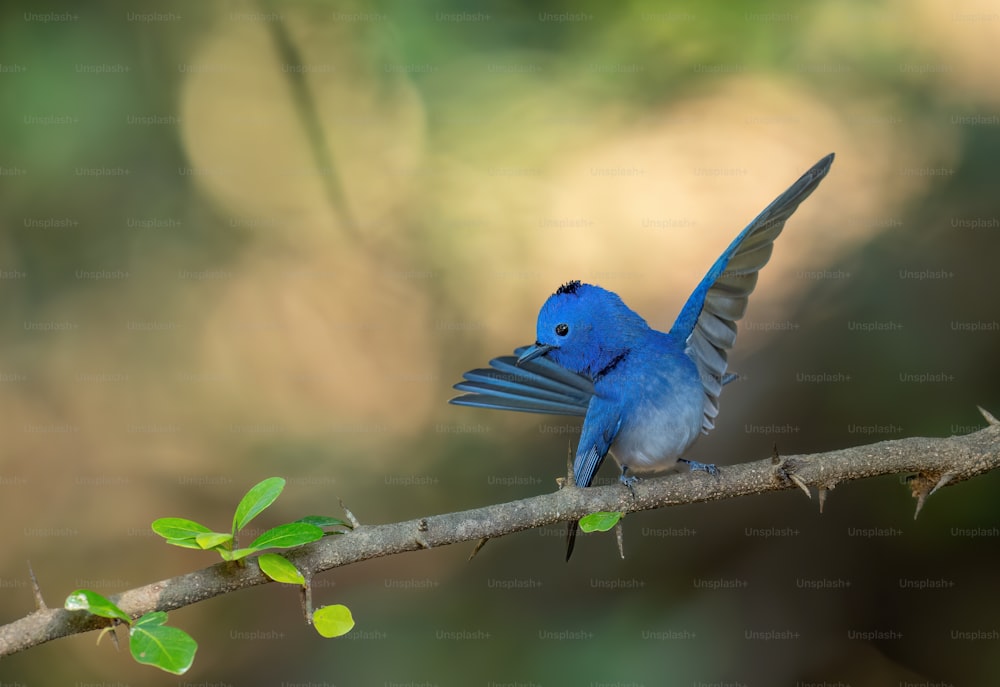 Un piccolo uccello blu appollaiato su un ramo