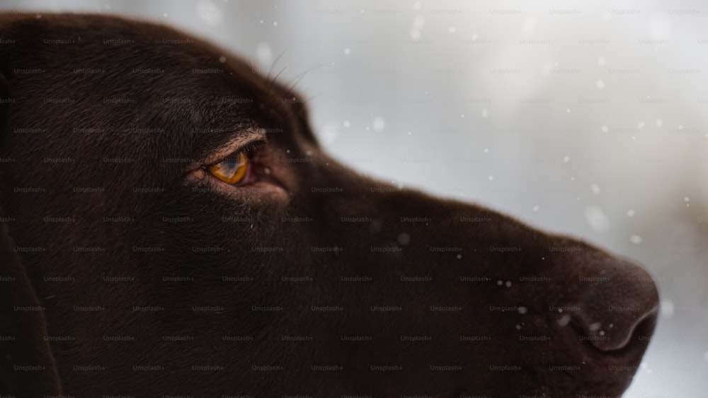 a close up of a dog's face in the snow