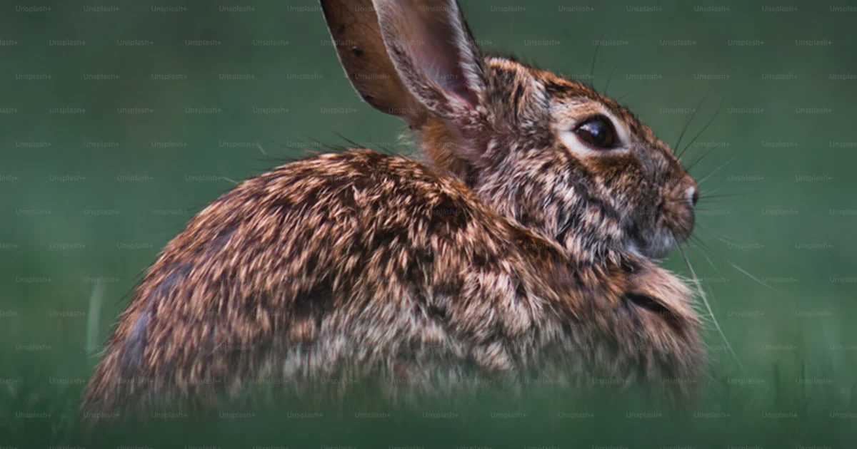 A brown rabbit is sitting in the grass photo – Rabbit Image on Unsplash