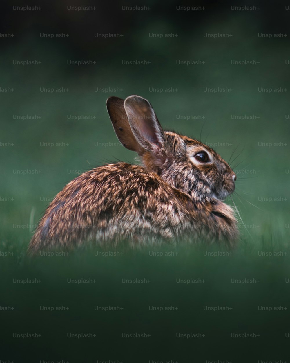 Un coniglio marrone è seduto nell'erba