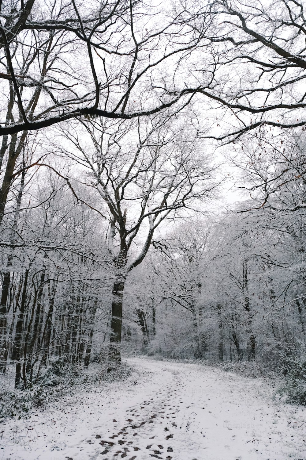 雪の中の足跡のある森の中の雪道