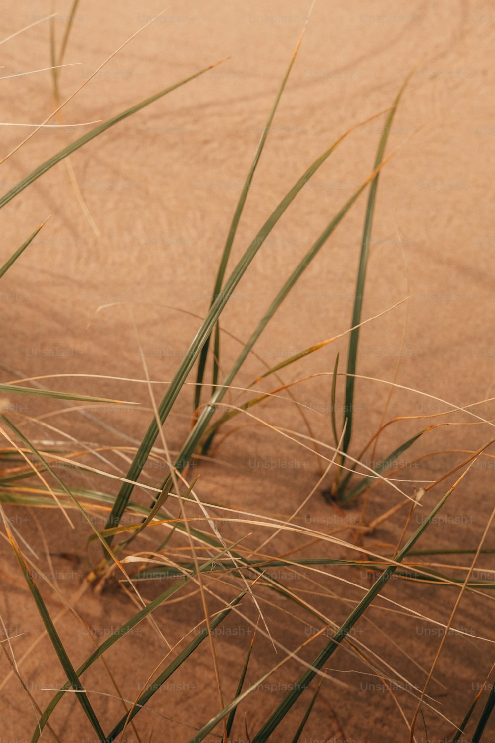 a close up of some grass in the sand
