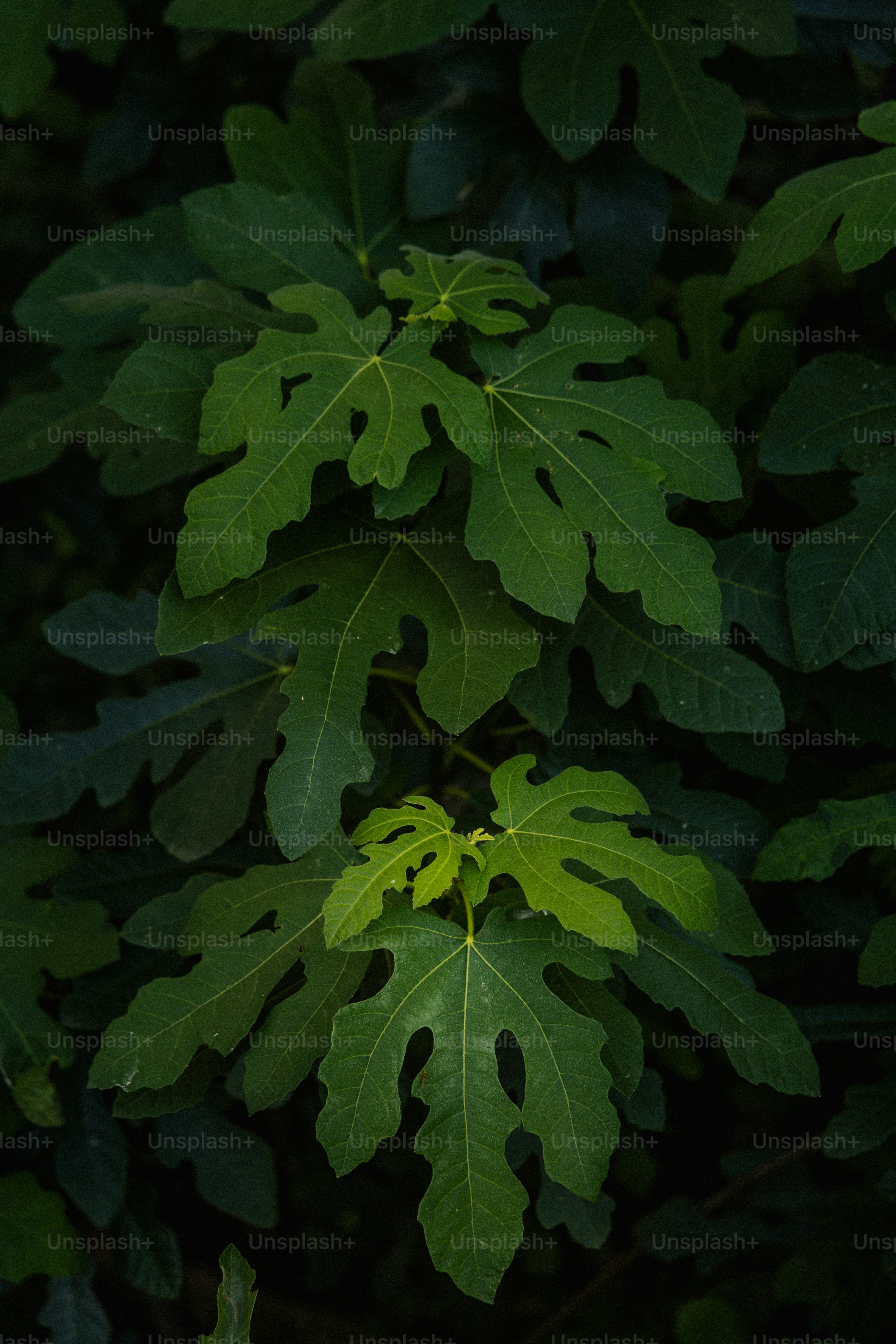 a close up of a leaf on a tree